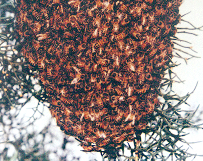 꿀벌의 4,000만년 신비의 근원 '프로폴리스'